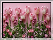 Biało-różowe, Tulipany, Różowe, Kwiaty, Tło