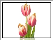 Trzy, Różowe, Tulipany