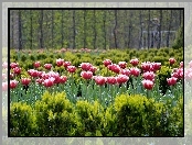 Różowe, Tulipany