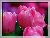 Różowe, Rosy, Tulipany, Krople