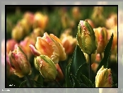 Zółte, Różowe, Tulipany