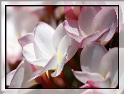 Różowo-białe, Zbliżenie, Kwiaty, Plumerie
