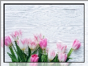Różowo-białe, Tulipany, Deski