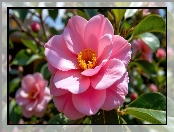 Kamelia, Różowy, Kwiat, Rozkwitnięty, Listki