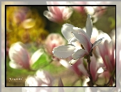 Magnolia, Różowy, Kwiat