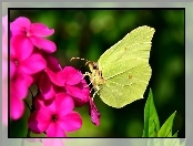 Motyl, Różowy, Kwiat