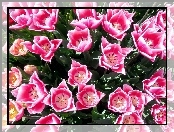 Ogród, Różowych, Tulipanów