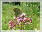 Łąka, Motyl, Na, Różowym, Kwiatku
