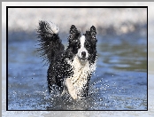 Rozprysk, Biegnący, Pies, Border collie, Woda