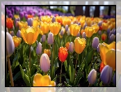 Tulipany, Ogród, Kolorowe, Rozświetlone