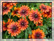 Rudbekia