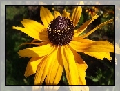 Rudbekia, Żółta