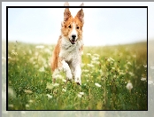 Rudy, Łąka, Pies, Border collie