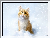 Rudy, Śnieg, Kot, Zima