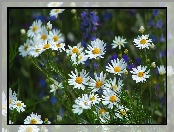 Łąka, Rumianek pospolity, Białe, Kwiaty