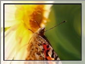 Rusałka Osetnik, Motyl, Makro