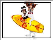 Jack Russell terrier, Telefon, Deska surfingowa, Okulary