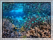 Koralowce, Ryby, Morze, Rafa koralowa
