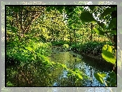 Las, Rzeczka, Lato