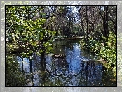 Park, Rzeczka, Zieleń