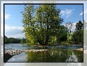 Rzeka, Drzewa, Aare, Szwajcaria