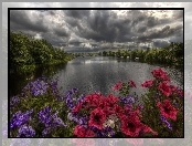 Rzeka, Petunia ogrodowa, Drzewa, Kwiaty