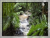 Rzeka, Dżungla