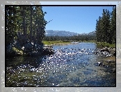 Rzeka, Kalifornia, Kamienie, Las
