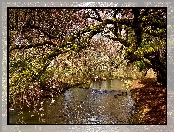 Rzeka, Wiosna, Kwitnące, Drzewo