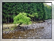 Las, Rzeka, Drzewo