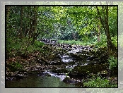 Rzeka, Stany Zjednoczone, Drzewa, Obszar Monongahela National Forest, Roślinność, Stan Wirginia Zachodnia, Kamienie, Las, Omszałe