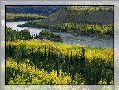 Rzeka, Kanada, Lasy, Yukon
