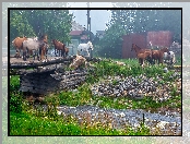 Rzeka, Kamienie, Konie, Domy, Mostek, Trawa