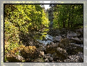 Potok, Kamienie, Drzewa, Rzeka