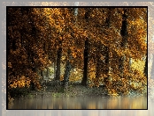 Rzeka, Jesień, Drzewa, Pożółkłe, Liście