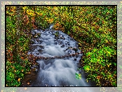 Rzeka Bridal Veil Creek, Oregon, Drzewa, Stany Zjednoczone, Las, Kamienie, Jesień, Rezerwat przyrody Columbia River Gorge