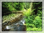 Rzela, Las