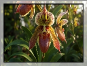 Orchidea, Sabotek, Kwiat, Storczyk, Grafika