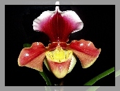 Sabotek, Paphiopedilum, Nazwa, Łacińska