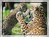 Jaguary, Samica, Młode