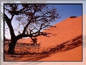 Sand Dunes, Drzewo, Pustynia