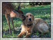 Pies, Labrador Retriever, Sarna, Trawa