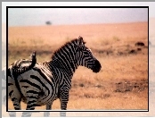 Zebra, trawy, sawanna