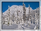 Ośnieżone, Stan Waszyngton, Ścieżka, Ośnieżona, Park Narodowy Mount Rainier, Stany Zjednoczone, Drzewa, Góra