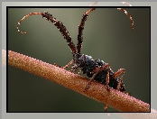 Cribragapanthia scutellata, Makro, Owad, Chrząszcz