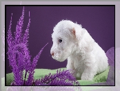 Sealyham Terrier, Mały, Biały, Szczeniaczek, Pies