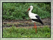 Serengeti, Łąka, Bocian, Narodowy, Park