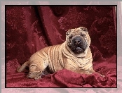 Shar Pei, Purpurowe, Kotary