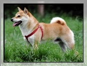 Shiba inu, czerwone, szelki