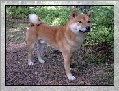 Shiba inu